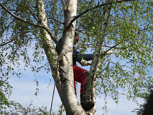 Best Palm Tree Trimming  in Palmyra, WI